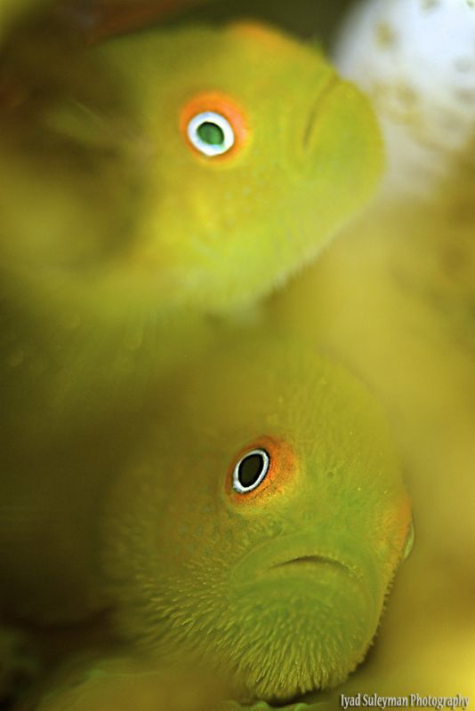 Cuple by Iyad Suleyman 