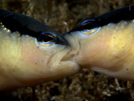 Black Stripe dottyback (Pseudochromis perspicillatus) tak... by Eng Guan Goh 