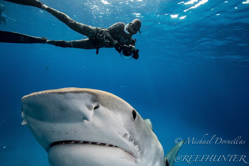 My friend Jose getting photobombed by a beautiful Tiger s... by Michael Dornellas 