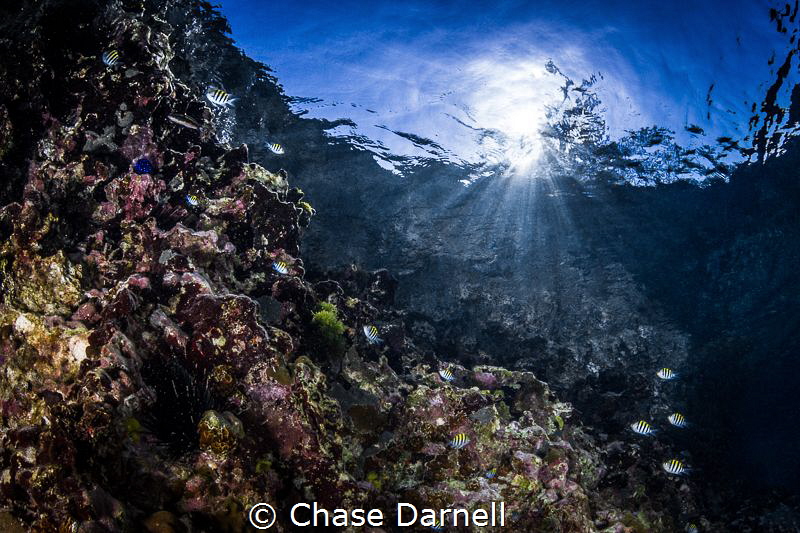 "Sunny Sergeant" 
Small Sergeant Majors in the shallows. by Chase Darnell 