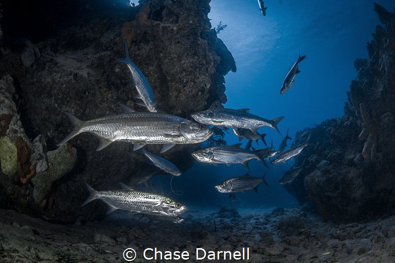 "Tarpon Cave"
The Tarpon Cave at Macabuca is always fill... by Chase Darnell 