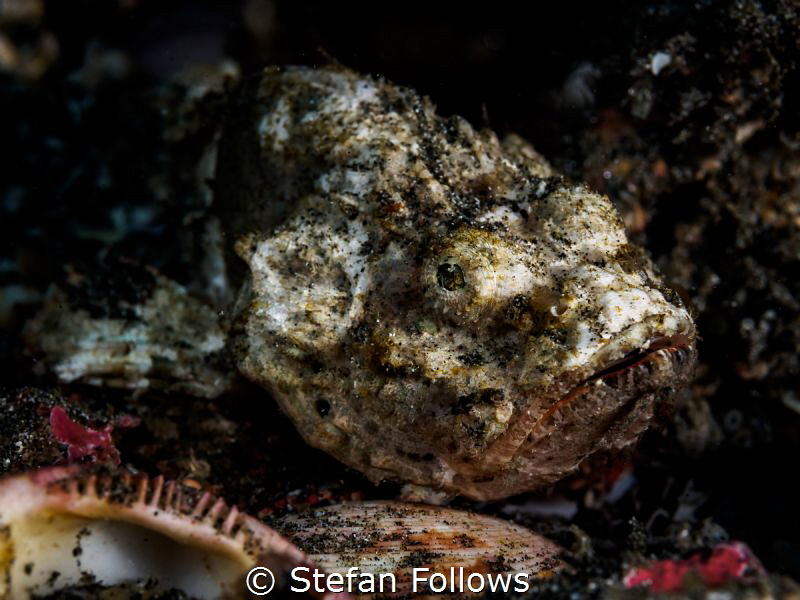 Desolation. Devil Scorpionfish - Scorpaenopsis diabolus. ... by Stefan Follows 