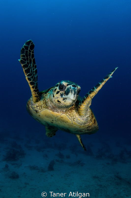 Turtle by Taner Atilgan 