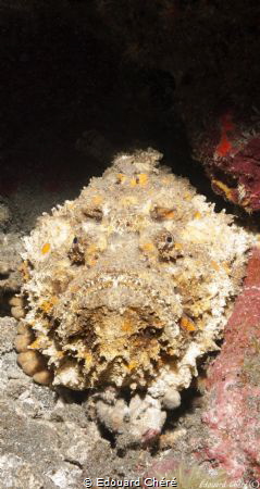 Stonefish at the Reunion island by Edouard Chéré 