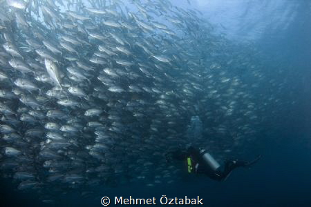 photographer by Mehmet Öztabak 