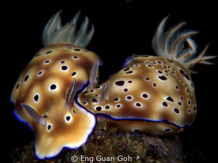 Leopard Chromodoris (Chromodoris leopardus), Hypselodoris... by Eng Guan Goh 