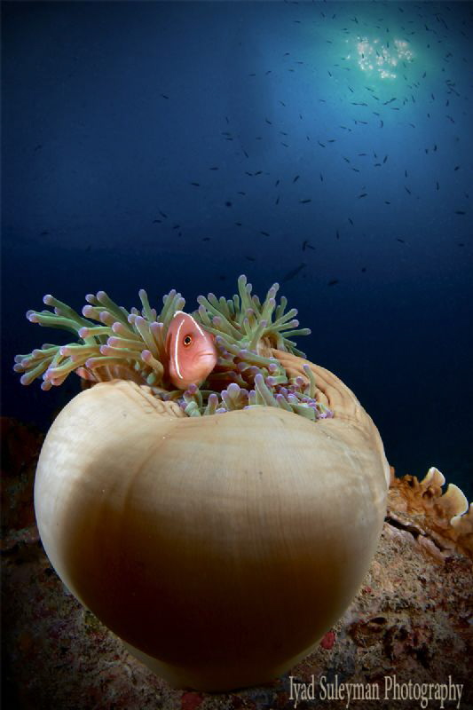Life on the bottom by Iyad Suleyman 