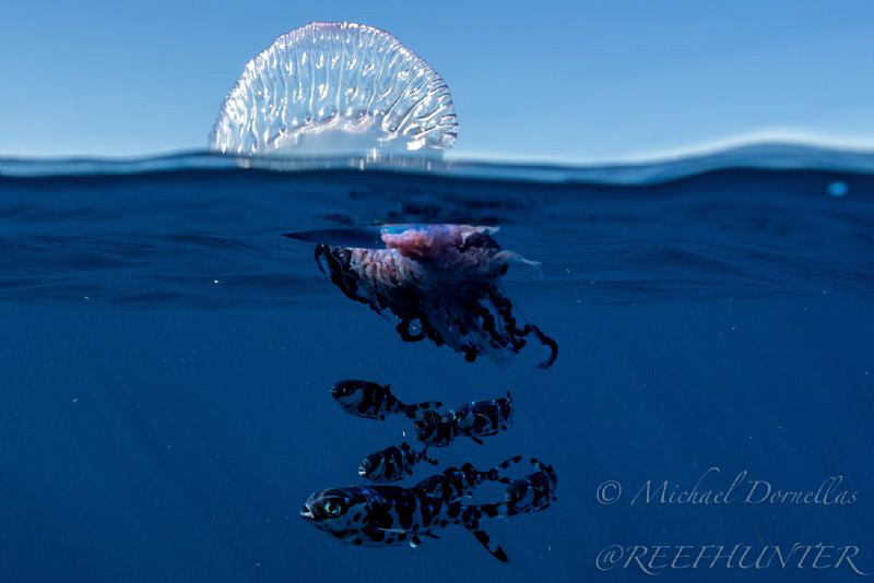 Portuguese man o was and fish by Michael Dornellas 