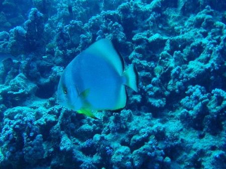 On the theme of Batfish by Dino Imbimbo 