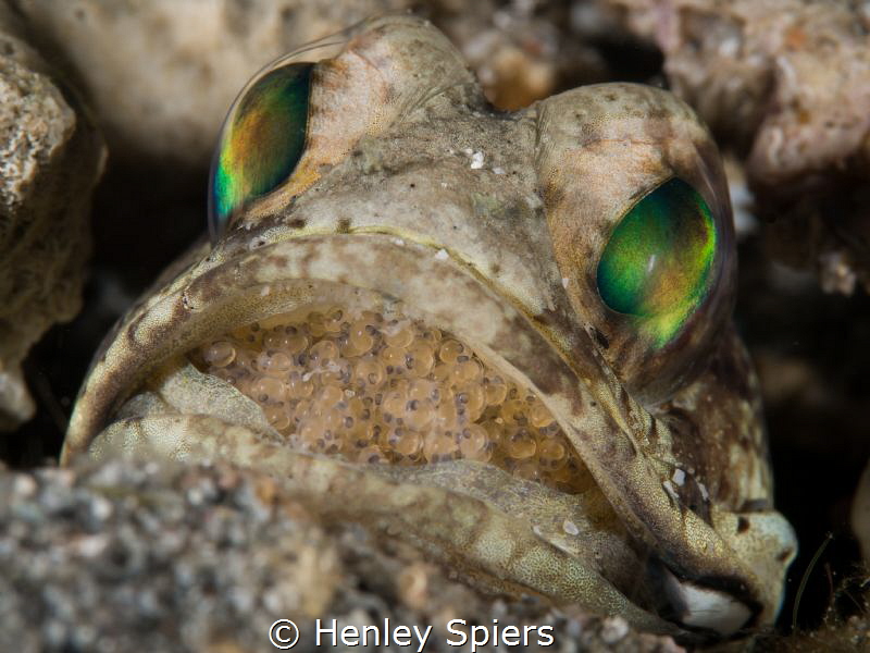 Eyes and Eggs by Henley Spiers 