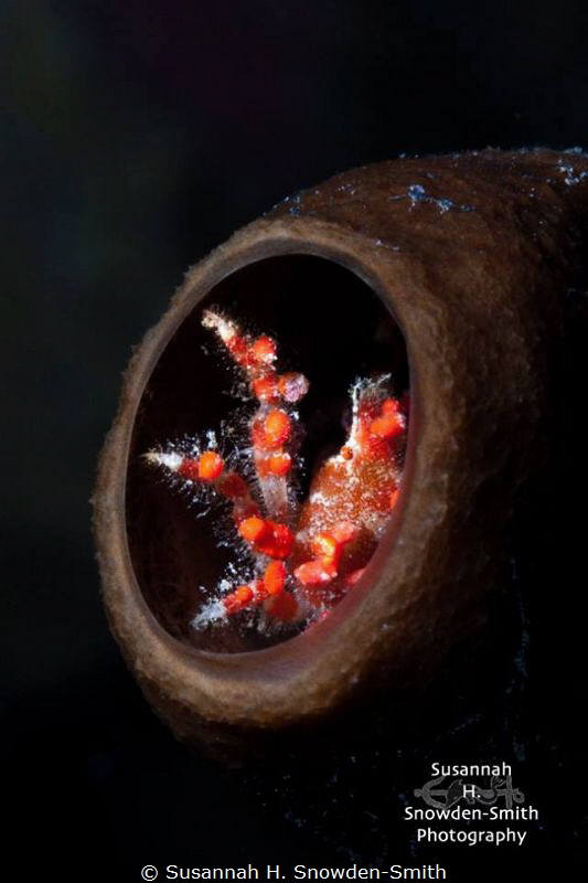 "Just right!" 
 A cryptic teardrop crab peers out from t... by Susannah H. Snowden-Smith 
