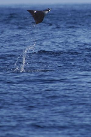 You have to be very fast to nail these Devil Rays.
They ... by Martin Van Gestel 