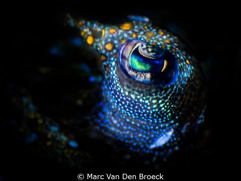 flatfish eye by Marc Van Den Broeck 