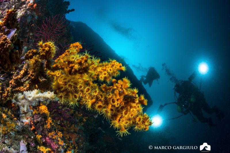 Michele & the Yellow tree by Marco Gargiulo 
