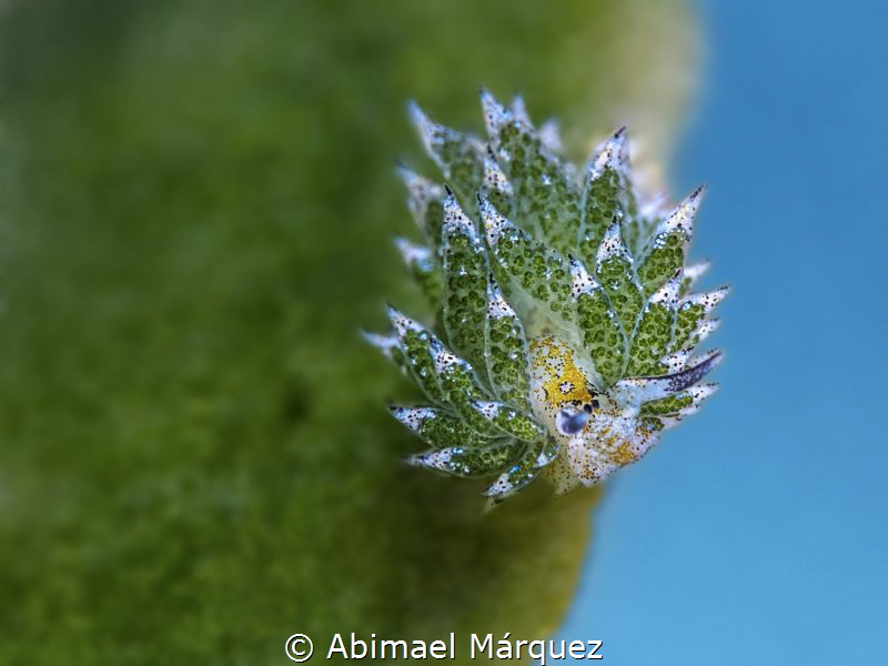 Costasiella kuroshimae by Abimael Márquez 