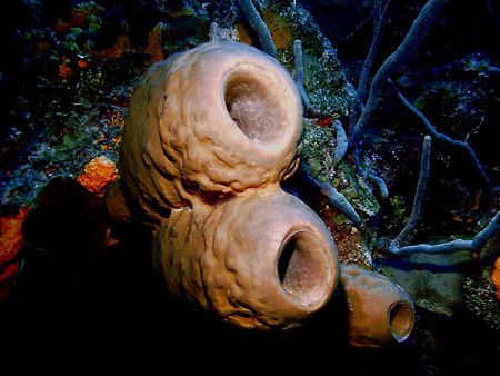 Just a few of the beautiful sponges which are scattered u... by Steven Anderson 