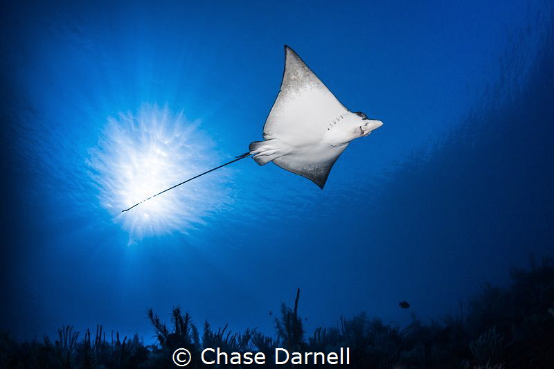 "Air Space"
A Spotted Eagle Ray soars over head under th... by Chase Darnell 