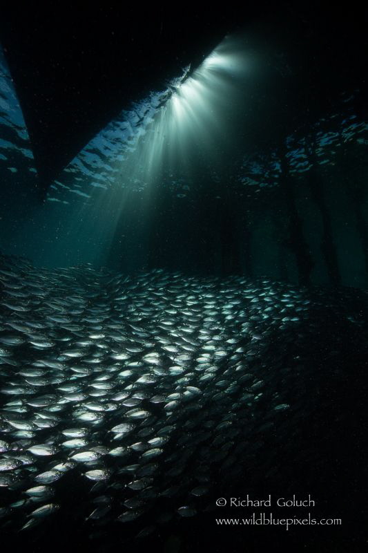 School of Bigeye Scad-Arborek jetty,Raja Ampat by Richard Goluch 