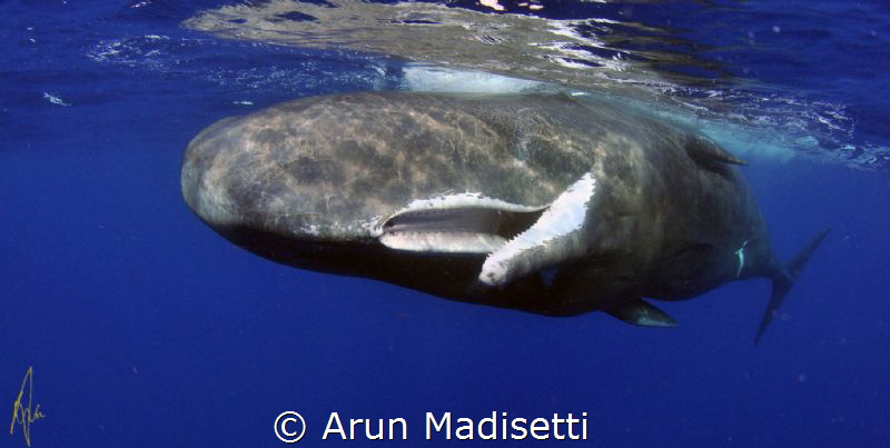 Sperm whale dentition, shows the holes in the top jaw whe... by Arun Madisetti 