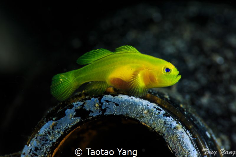 Expectant mother by Taotao Yang 