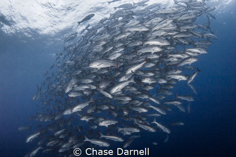 "Snappin"
A huge school of Snapper hanging out in the bl... by Chase Darnell 