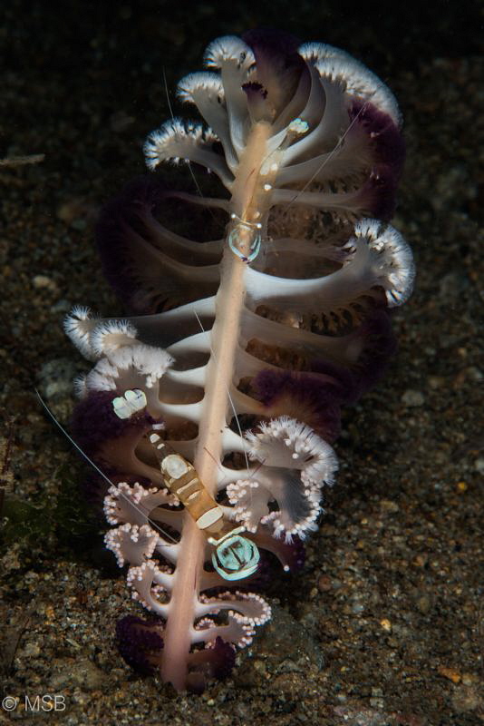 Commensal shrimps on the sea pen. Dauin, Dumaguete. by Mehmet Salih Bilal 
