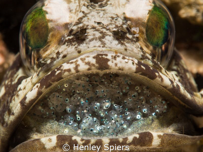 Jaws by Henley Spiers 