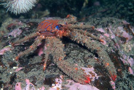 Spiny squat lobster. St Abbs, Scotland.
60mm with twin f... by Derek Haslam 
