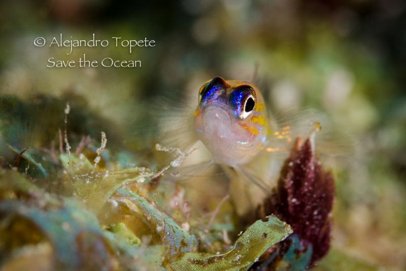 Litle Fish with ligth, leonore Bonaire by Alejandro Topete 