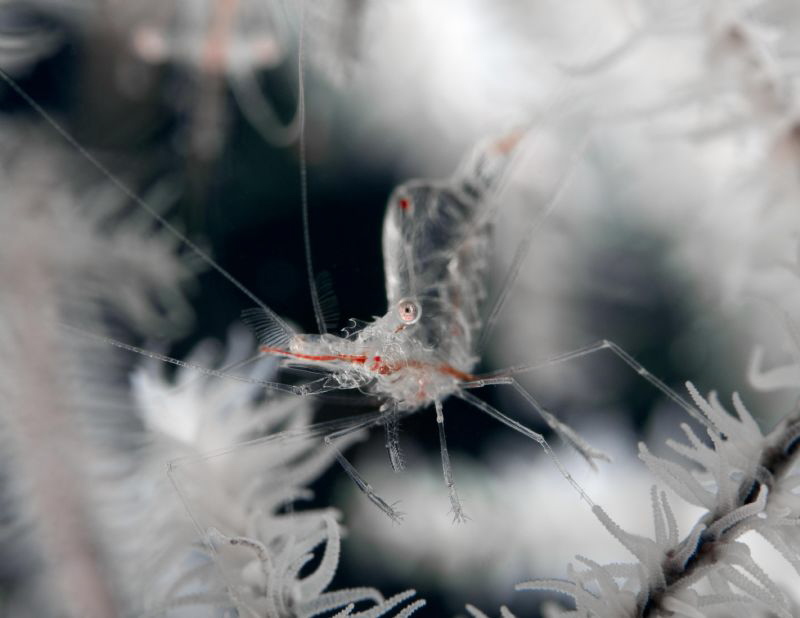 A christmas shrimp by James Deverich 