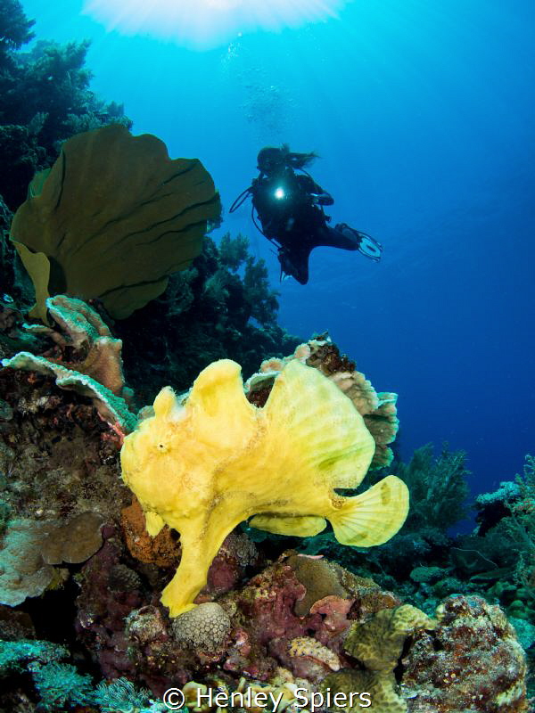 Giant Yellow Froggie by Henley Spiers 