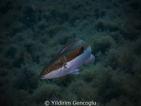 Rainbow wrasse by Yildirim Gencoglu 