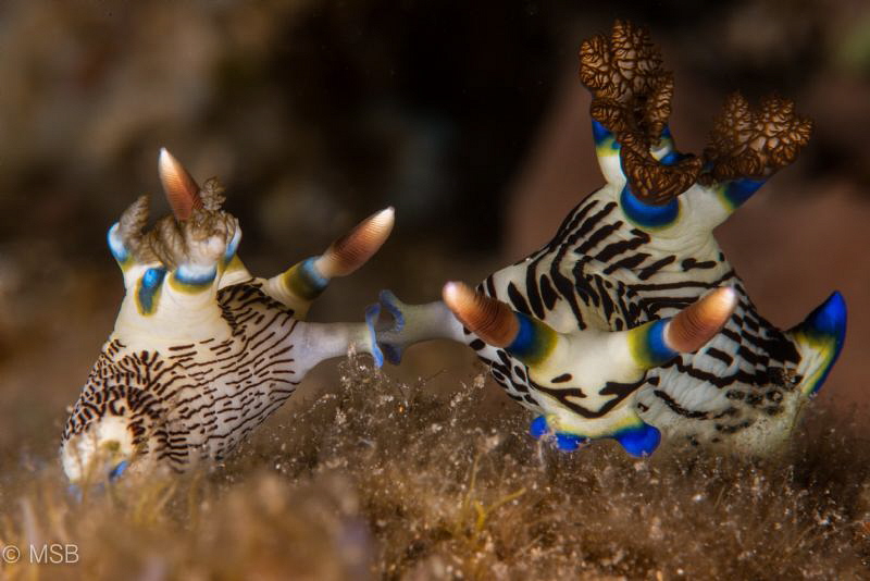 Mating Nembrothas. by Mehmet Salih Bilal 