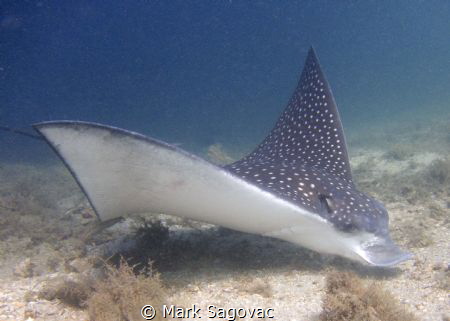 Spotted Eagle Ray- Blue Heron Bridge by Mark Sagovac 