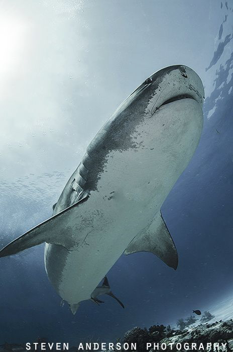 The Bahamas has healthy reefs due to large apex predators... by Steven Anderson 