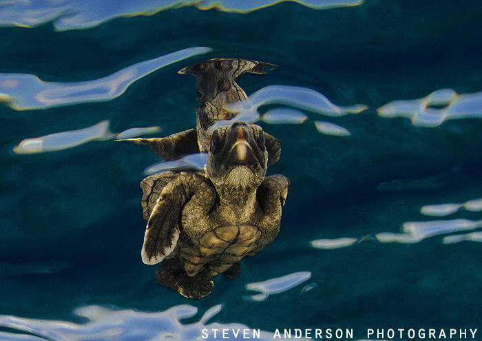 The beginning of life starts as we release baby turtles i... by Steven Anderson 