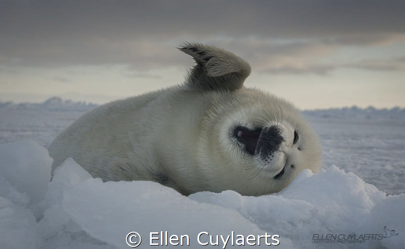 Harp seal pup on the ice by Ellen Cuylaerts 