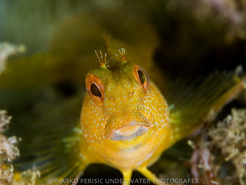 YELLOW by Marko Perisic 