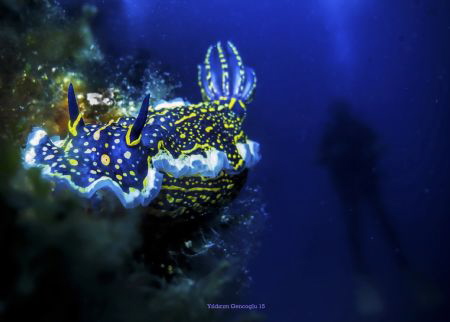 Felimare Picta & diver by Yildirim Gencoglu 