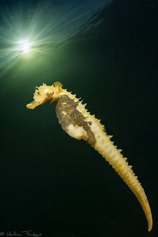 Hippocampus #6 (Thau lagoon) by Mathieu Foulquié 