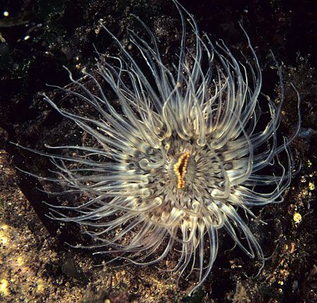 Silver anemone.
Aughrus, Connemara.
60mm. by Mark Thomas 