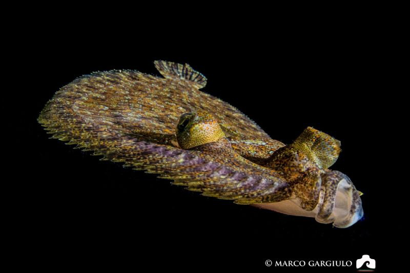 flounder, night dive, tokina 10-17@17 mm by Marco Gargiulo 