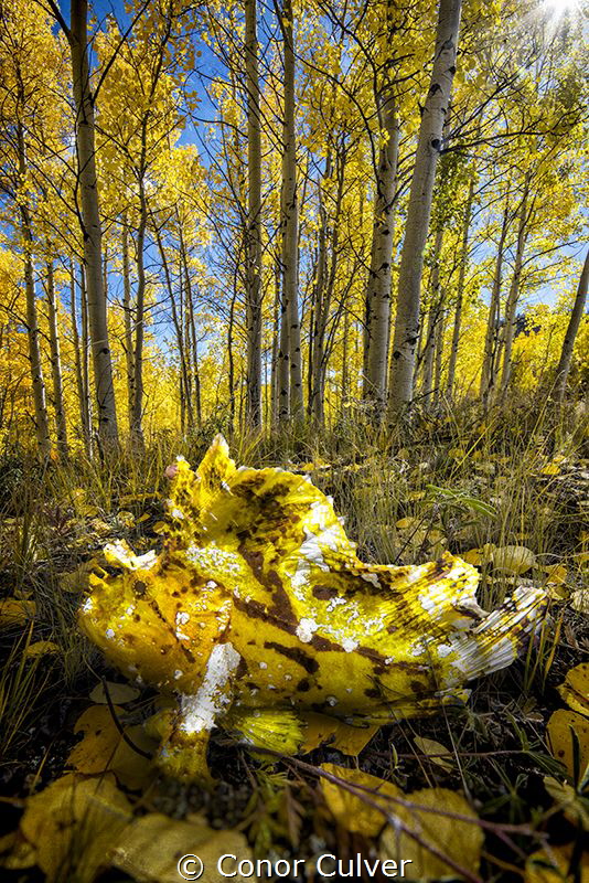 "Leaves In the Fall" part of my Underwater Surrealism ser... by Conor Culver 