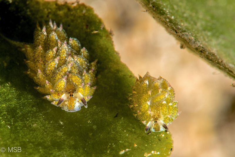 Costasiella Kuroshimae. by Mehmet Salih Bilal 
