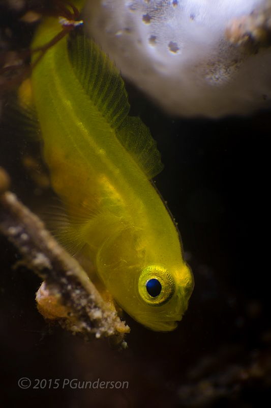 Yellow Goby
 by Pat Gunderson 