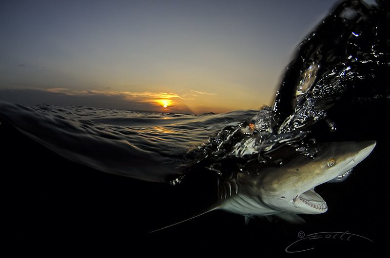 ~ Early Dinner ~ by Geo Cloete 