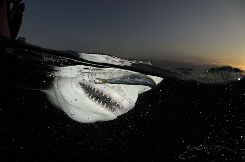 ~ Razor ~ by Geo Cloete 