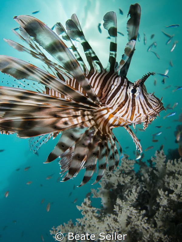 Lionfish by Beate Seiler 