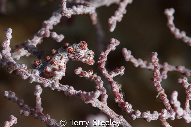 Almost invisible to the eye. The wonderfully camoflaged B... by Terry Steeley 