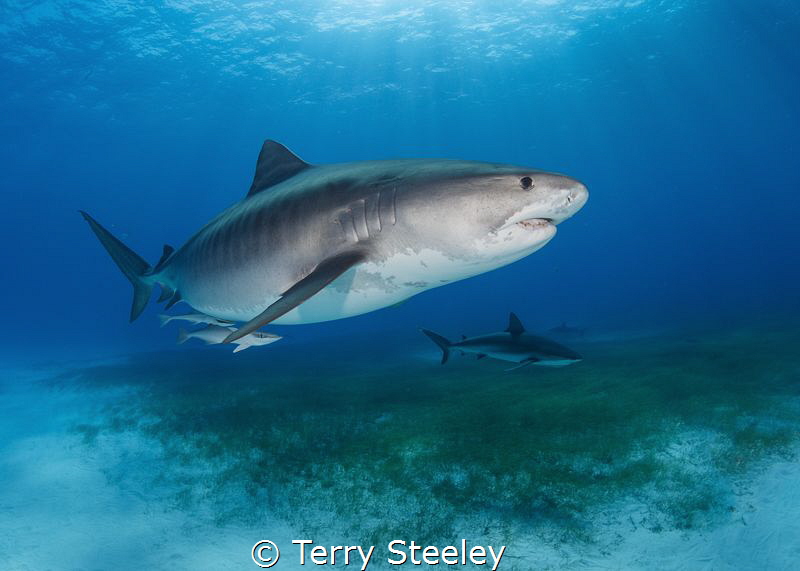 Tiger in the light beams
—Subal underwater housing, Cano... by Terry Steeley 
